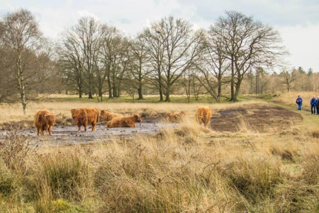 Chalet Het Wollinghuisje Vlagtwedde Exteriör bild
